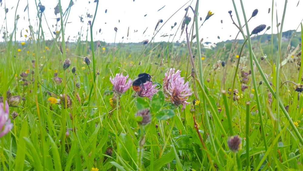 Steve Pollard meadow, North Bovey