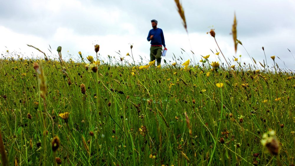 Steve Pollard in his meadow at North Bovey