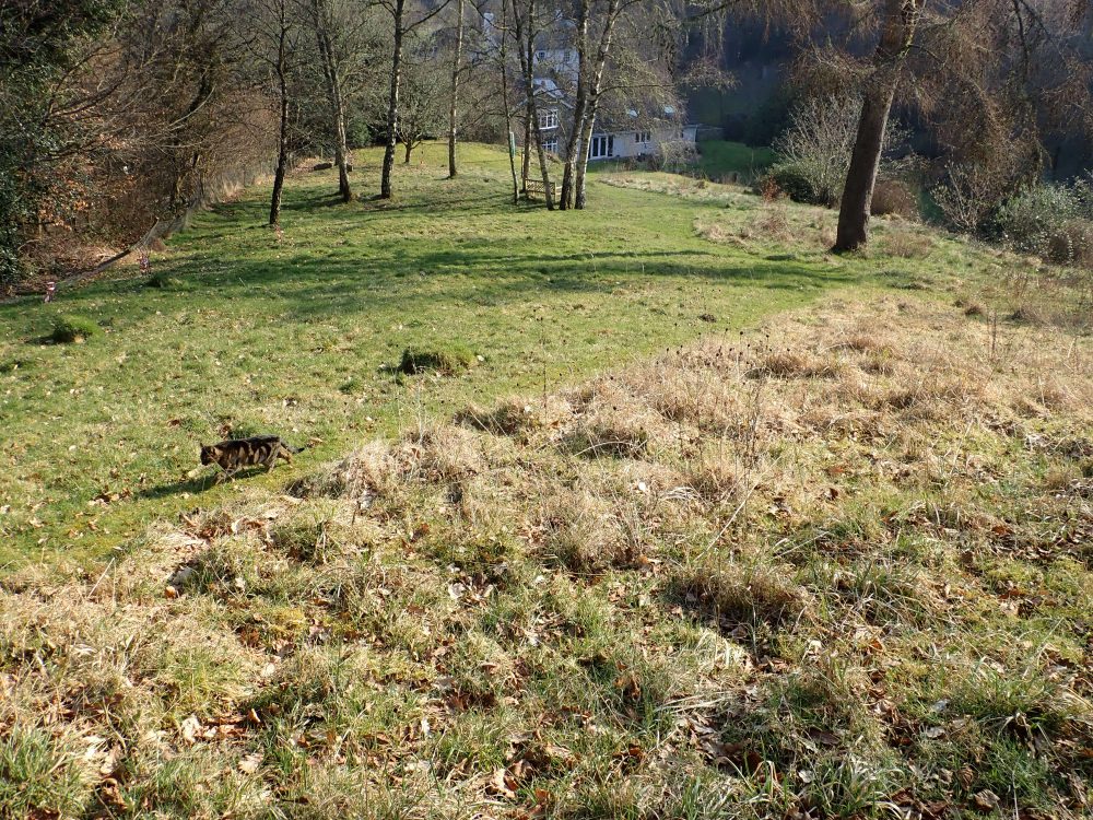 Bas and Rosemary Payne's meadow