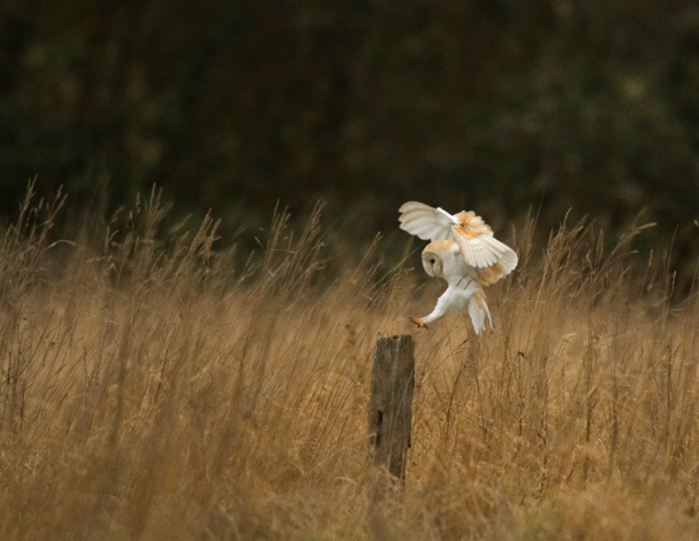 Barn Owl