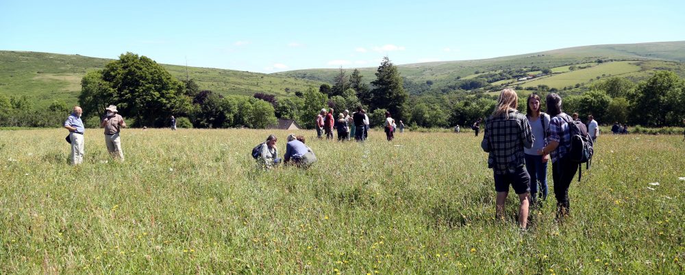 Brimpts Meadow open day