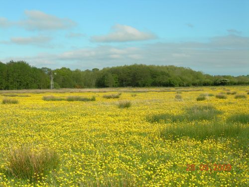 Wildflower meadow at Carrapitt Farm, Bridford