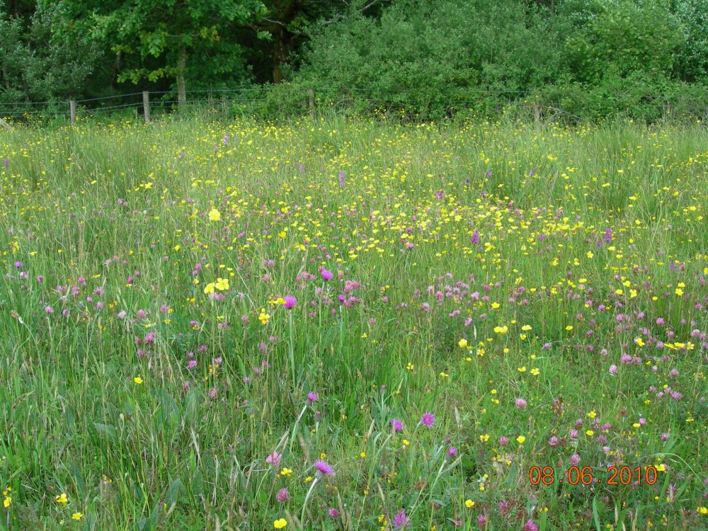 Meadow at Carrapitt Farm, Bridford