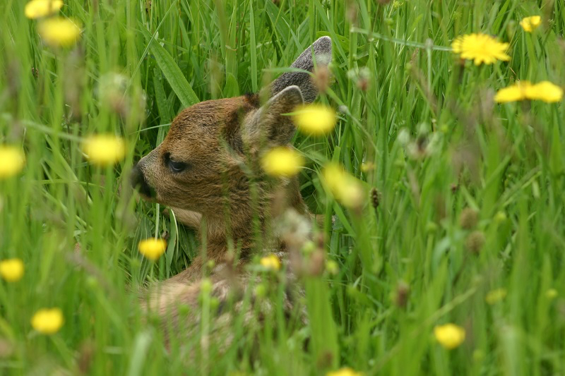Young fawn in the meadow in Buckfastleigh