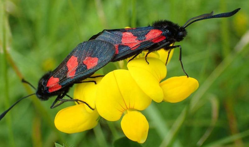 Five spot burnet