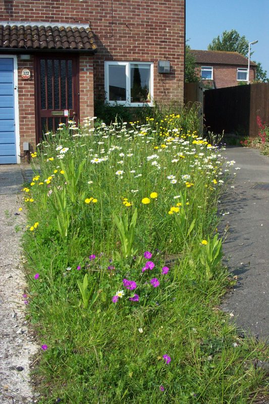 A front garden meadow