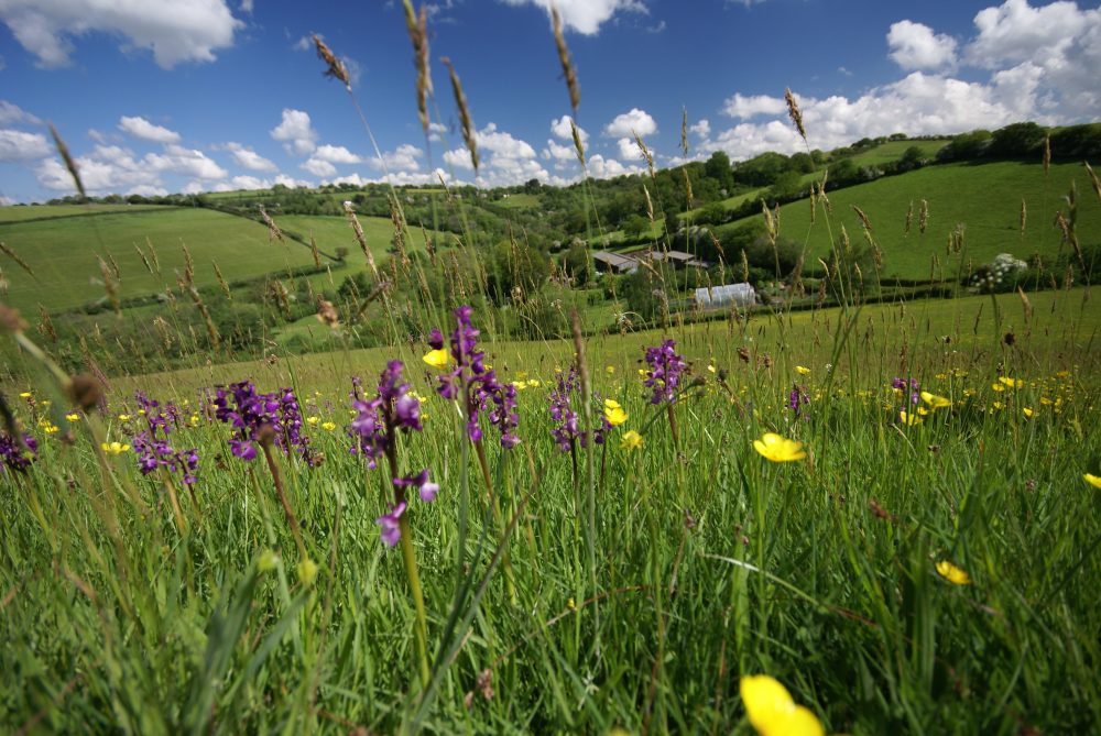 Green-winged orchids at Deer Park Farm