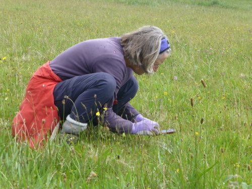 Jill Millar in the meadow at Pudsham