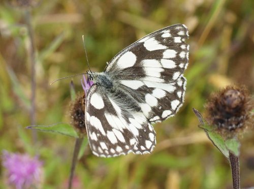 Marbled White on newly opened Knapweed