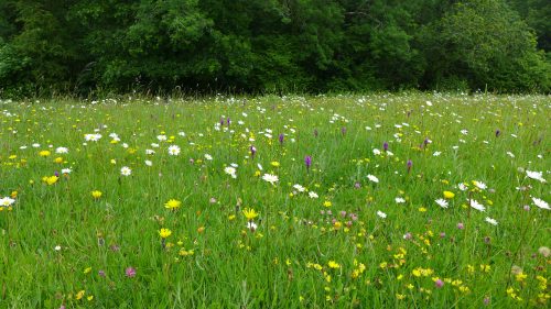 Mary's meadow