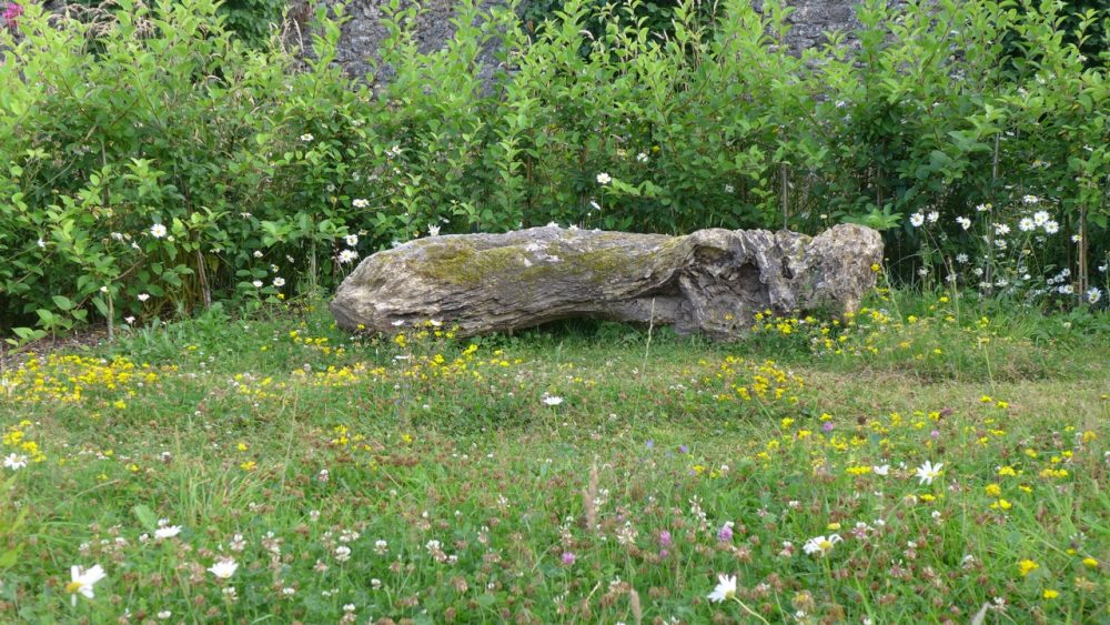 Meadow in a lawn