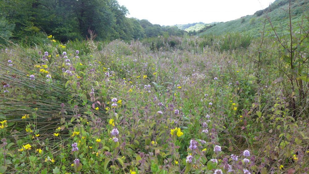 Damp meadow restored simply by changing the grazing to the autumn