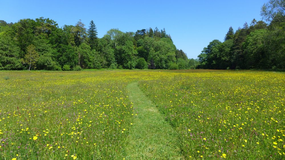 A restored Dartmoor hay meadow in early June