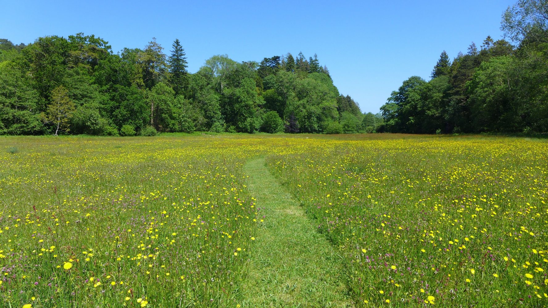 Нескошенный луг. Луг в символдраме. Символдрама мотив луг. Meadow. Meadow Ролевая роща.