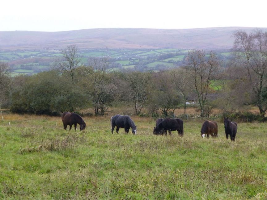 November ponies in the meadow on Dartmoor