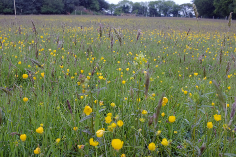 Buttercups and Yellow Rattle, bottom meadow, Cross Park