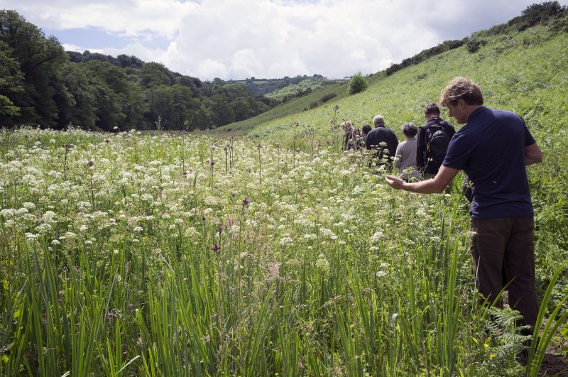 Wet wildflower meadow