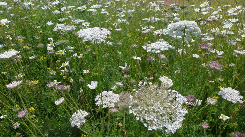 Wild Carrot, Daisies and Vetches