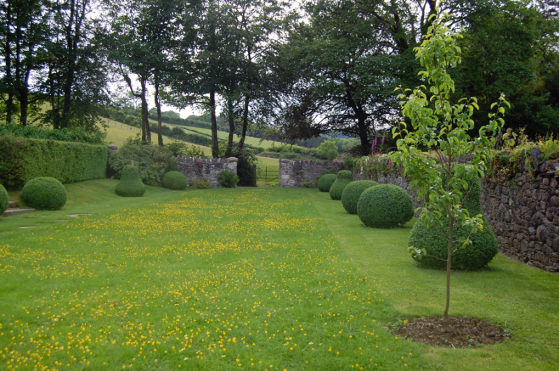 A buttercup lawn