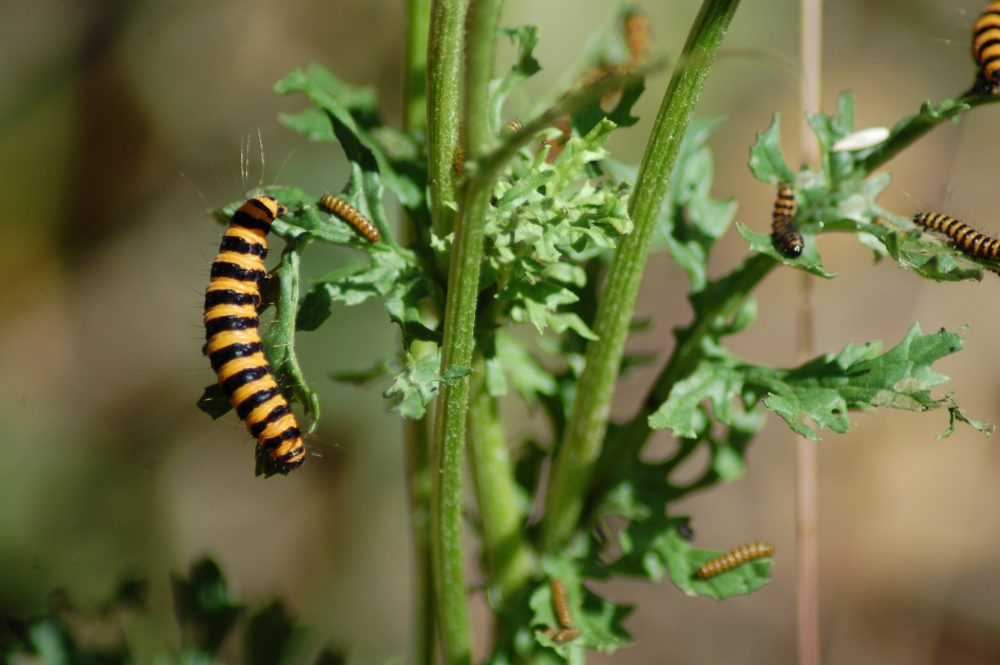 cinnabar moth caterpillars on ragwort