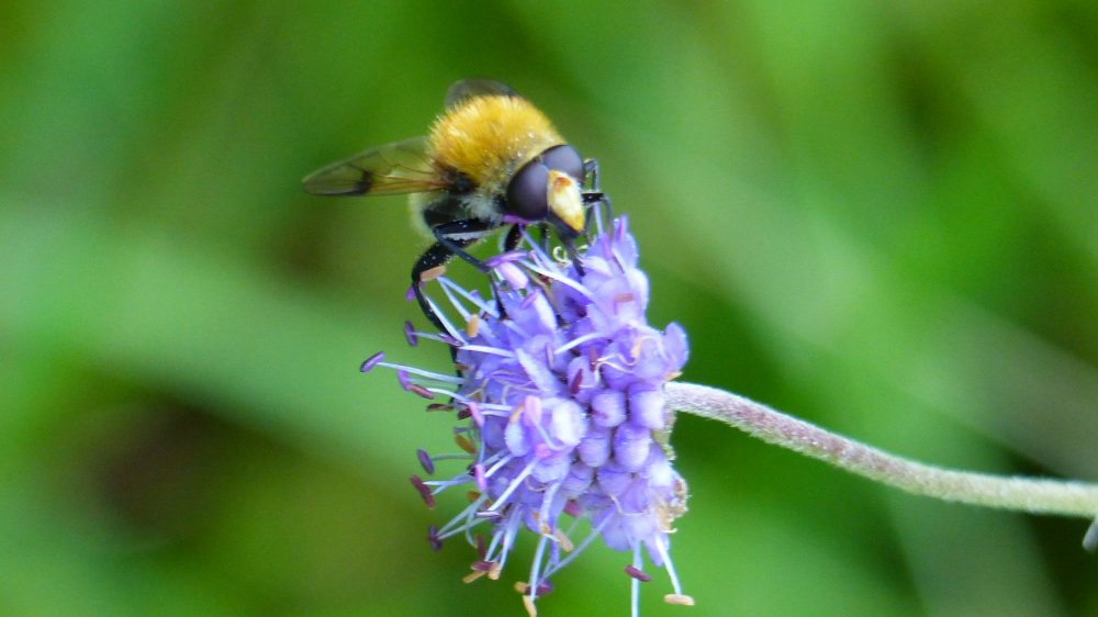 A bee on Devil's Bit Scabious