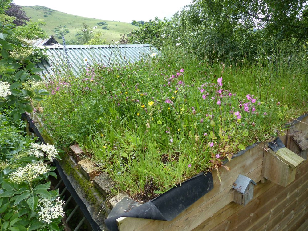 Nicky Scott's green roof, Chagford