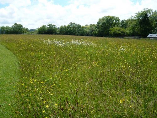 The Crooks' meadow at Buckfastleigh