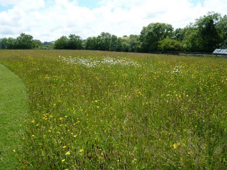 How To Create A New Meadow Moor Meadows