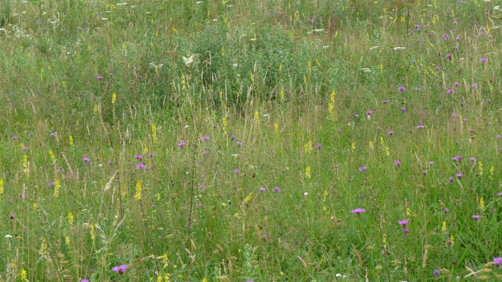 Types of Meadow – Moor Meadows