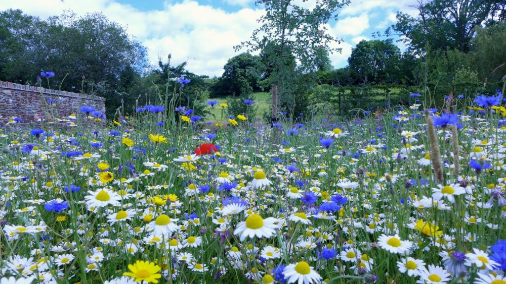 How to Turn Your Lawn into a Wildflower Garden