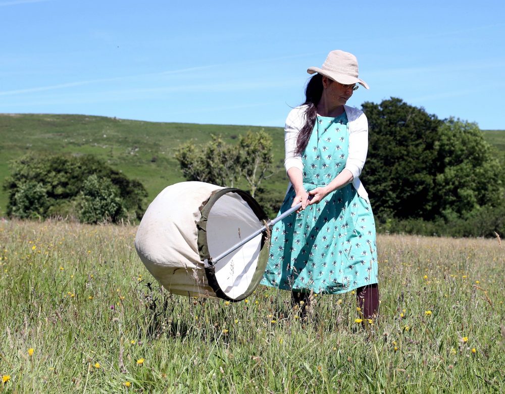 Using a sweepnet in the meadow