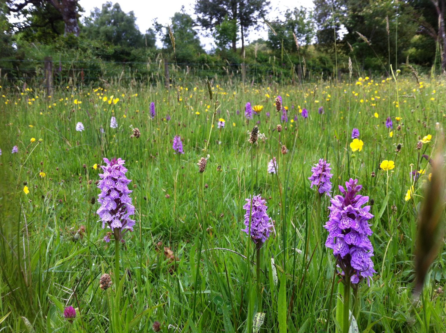 How To Create A New Meadow Moor Meadows