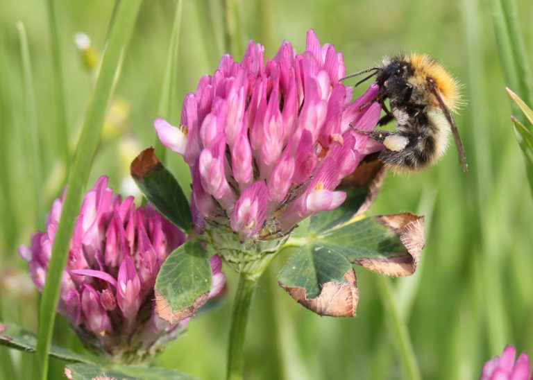 A guide to the common and rare plants of meadows – Moor Meadows