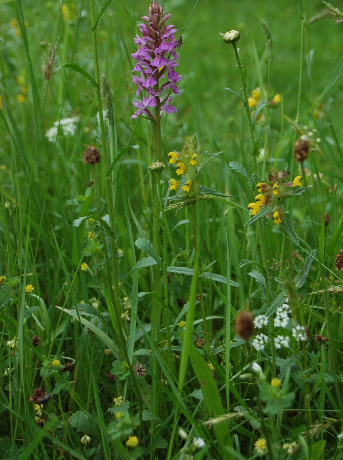 Why Meadows Matter And Why We Need More Of Them With Stephen Moss Why Meadows Matter And Why We Need More Of Them With Stephen Moss